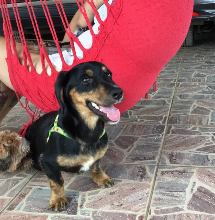 Cachorro ra a Sem raça idade 2 anos nome Scooby