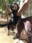 negão