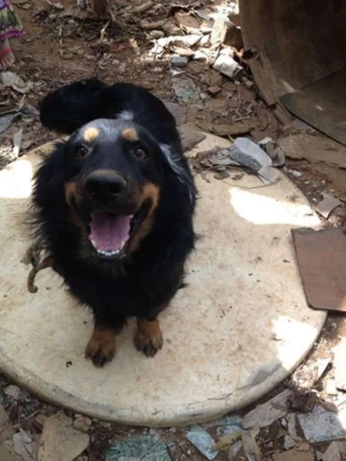 Cachorro ra a srd idade 3 anos nome negão