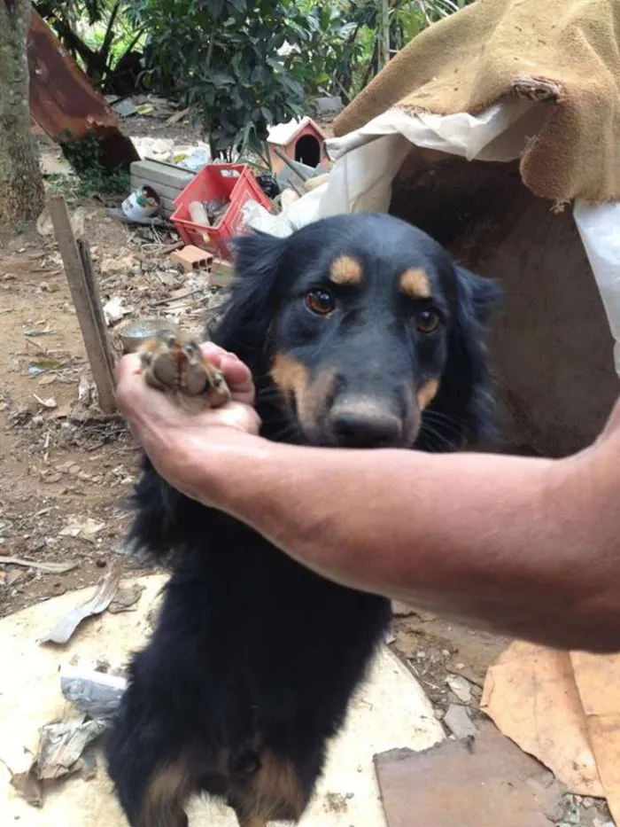 Cachorro ra a srd idade 3 anos nome negão