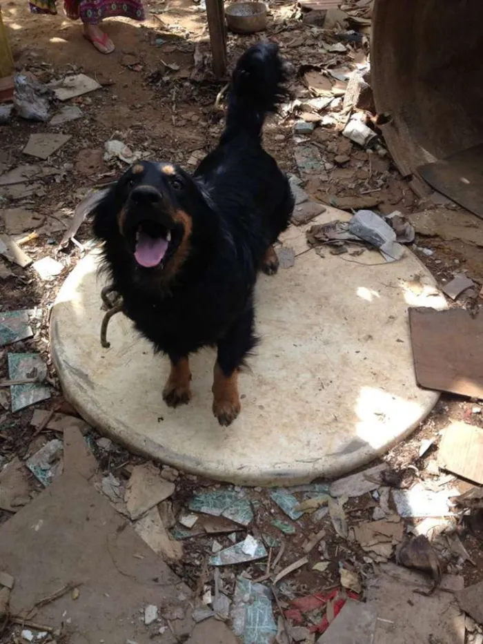 Cachorro ra a srd idade 3 anos nome negão