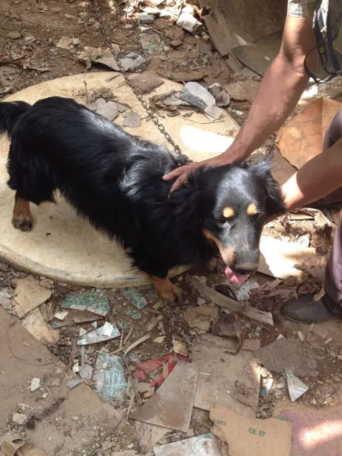 Cachorro ra a srd idade 3 anos nome negão