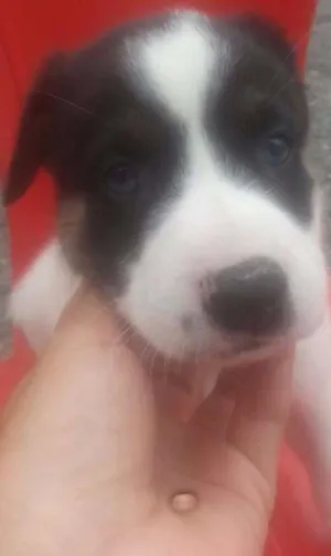 Cachorro raça SRD idade Abaixo de 2 meses nome sem nome