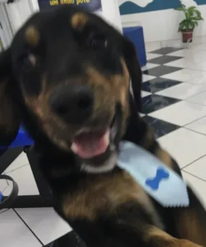 Cachorro raça Viralata  idade 2 anos nome Scooby