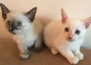 Gato raça SRD idade 2 a 6 meses nome sem nome definido