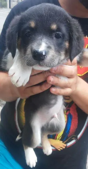 Gato raça SRD idade Abaixo de 2 meses nome sem nome