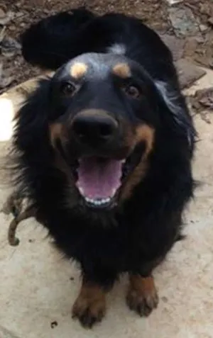 Cachorro raça srd idade 3 anos nome negão