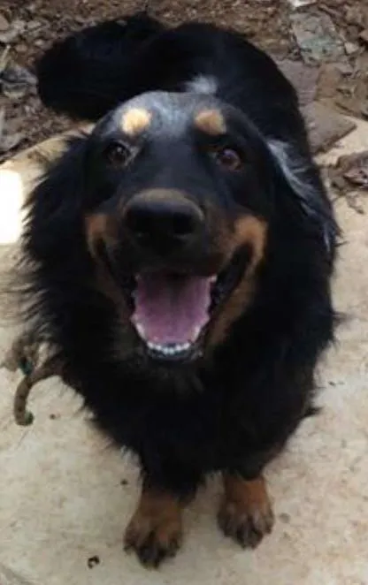 Cachorro ra a srd idade 3 anos nome negão