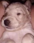 Babu