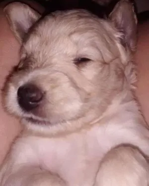 Cachorro raça SRD idade Abaixo de 2 meses nome Babu