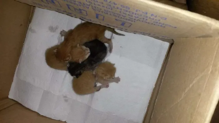 Gato ra a  idade Abaixo de 2 meses nome sem nome