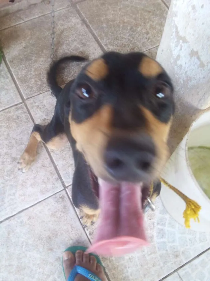 Cachorro raça Vira lata com salshisha idade 1 ano nome Apolo