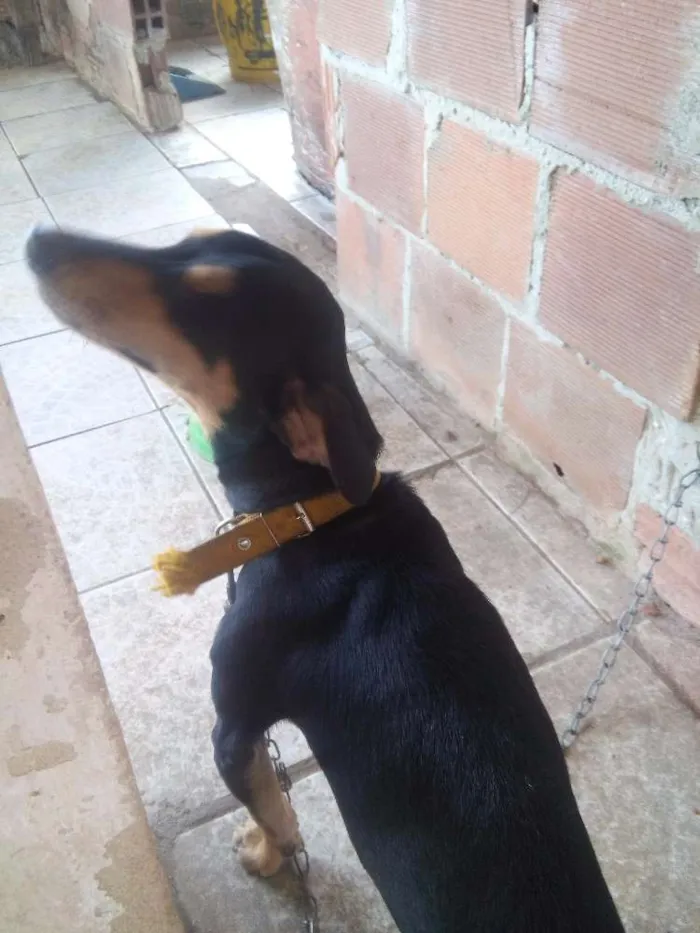 Cachorro raça Vira lata com salshisha idade 1 ano nome Apolo