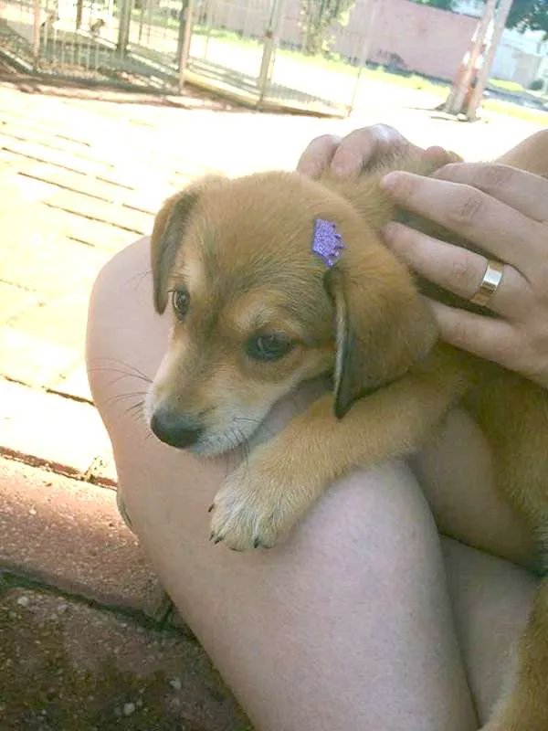Cachorro ra a SRD idade 2 a 6 meses nome Não possui