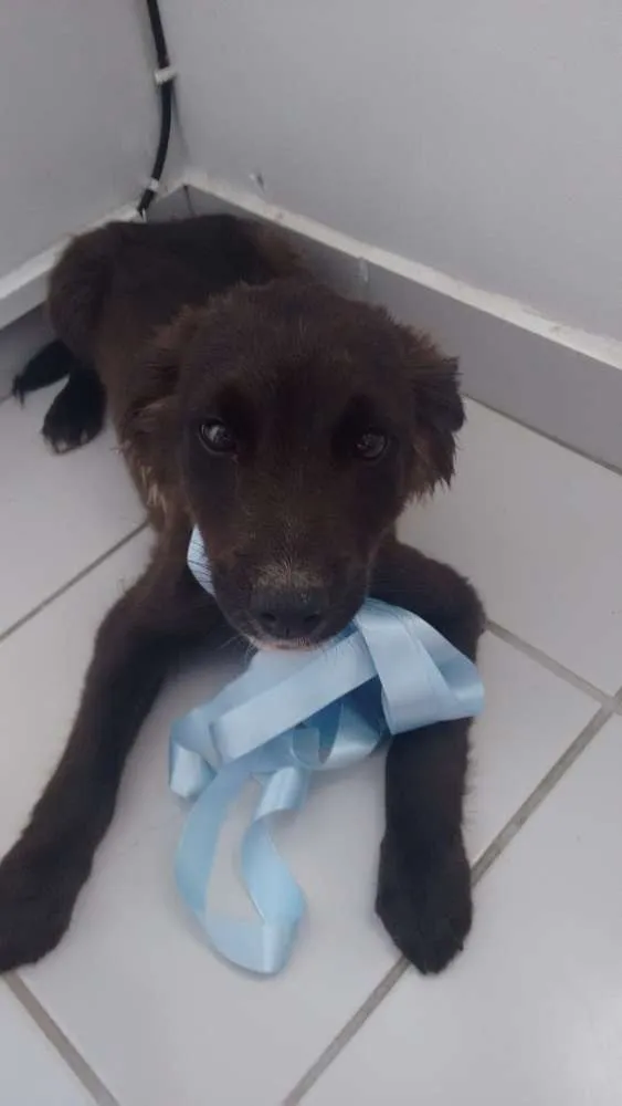 Cachorro ra a Vira-lata idade 2 a 6 meses nome Bolinha