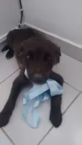 Bolinha