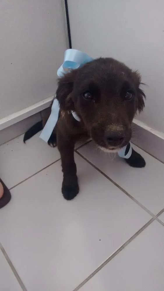 Cachorro ra a Vira-lata idade 2 a 6 meses nome Bolinha