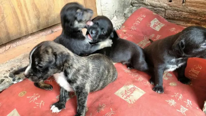 Cachorro ra a Vira Lata idade 2 a 6 meses nome Nina