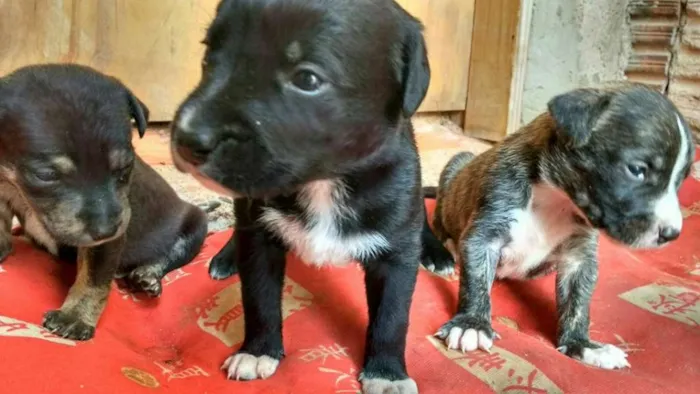 Cachorro ra a Vira Lata idade 2 a 6 meses nome Nina