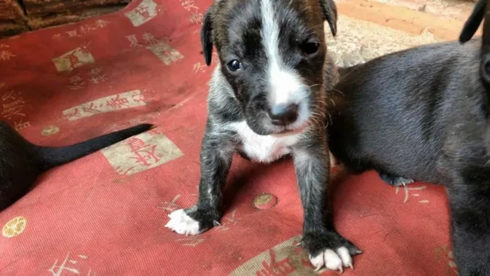 Cachorro ra a Vira Lata idade 2 a 6 meses nome Nina