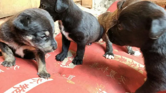 Cachorro ra a Vira Lata idade 2 a 6 meses nome Nina