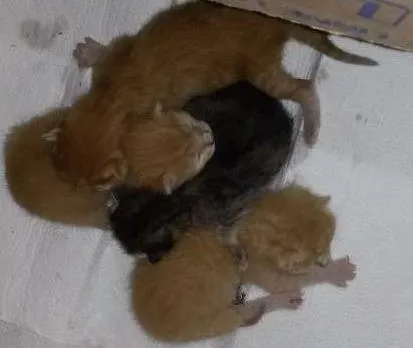 Gato ra a  idade Abaixo de 2 meses nome sem nome
