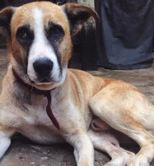 Cachorro raça mestiço de Labrador e Vira Lata idade 5 anos nome Symon