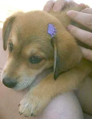 Cachorro raça SRD idade 2 a 6 meses nome Não possui