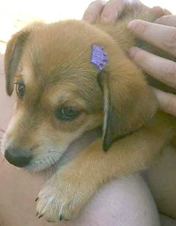 Cachorro ra a SRD idade 2 a 6 meses nome Não possui