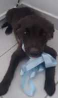 Bolinha