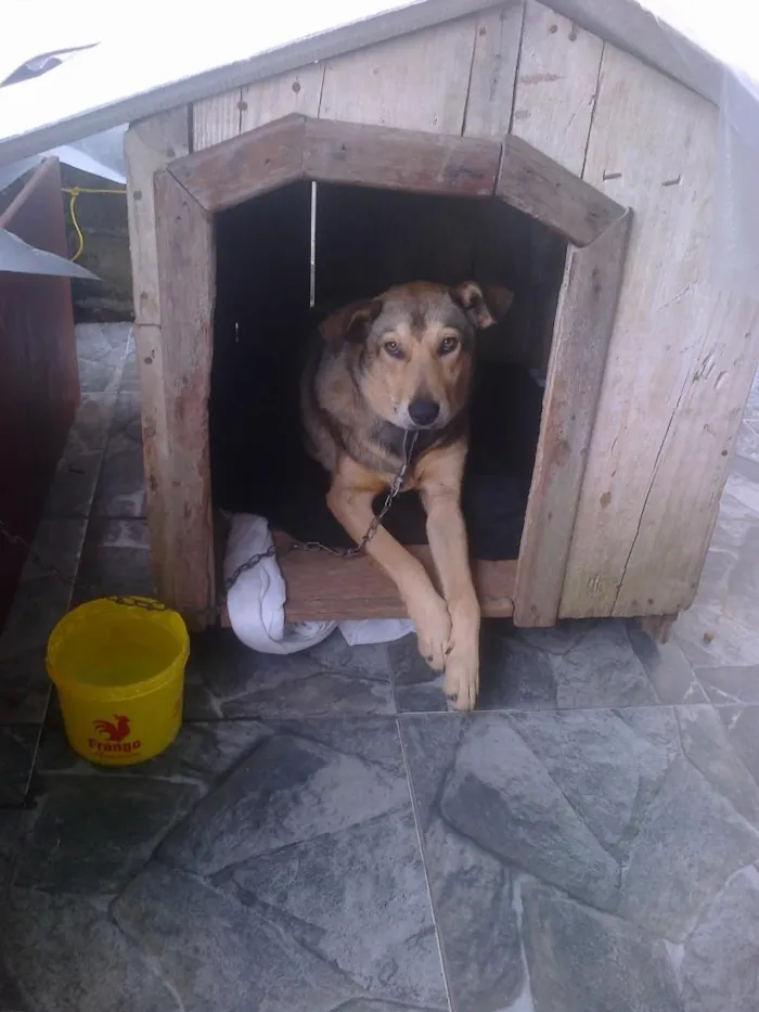 Cachorro ra a Indefinida idade 7 a 11 meses nome César