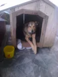César