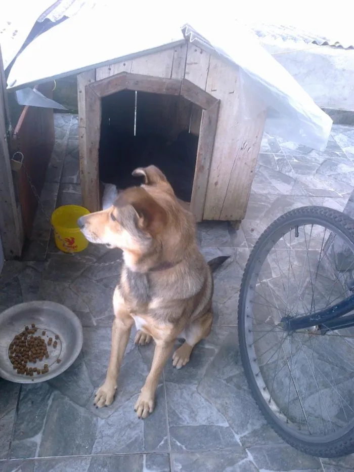 Cachorro ra a Indefinida idade 7 a 11 meses nome César