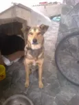 César