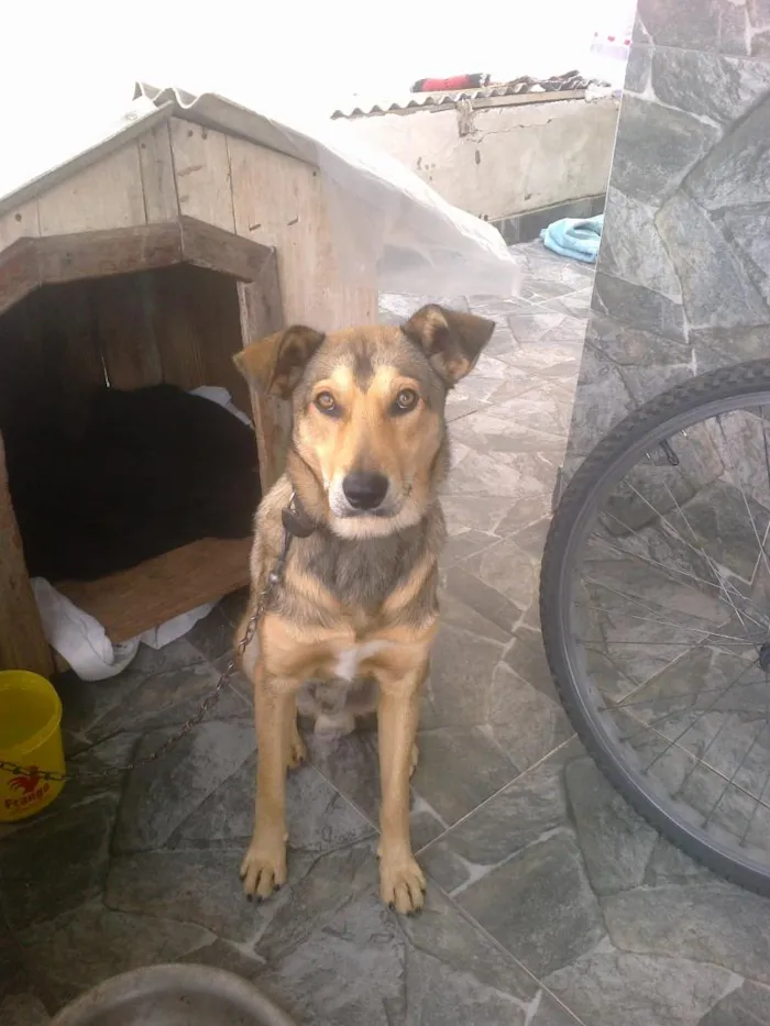 Cachorro ra a Indefinida idade 7 a 11 meses nome César