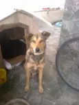 César