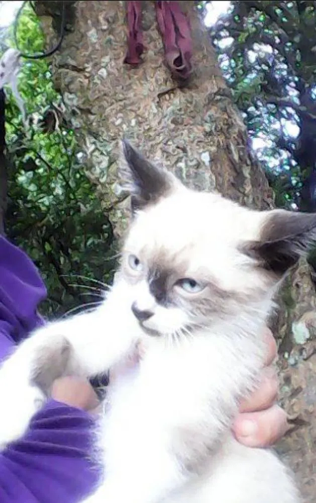 Gato ra a mestiço idade 2 a 6 meses nome sem some