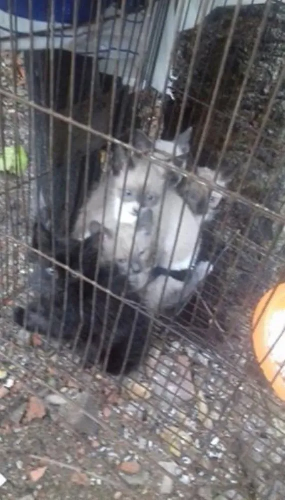 Gato ra a mestiço idade 2 a 6 meses nome sem some