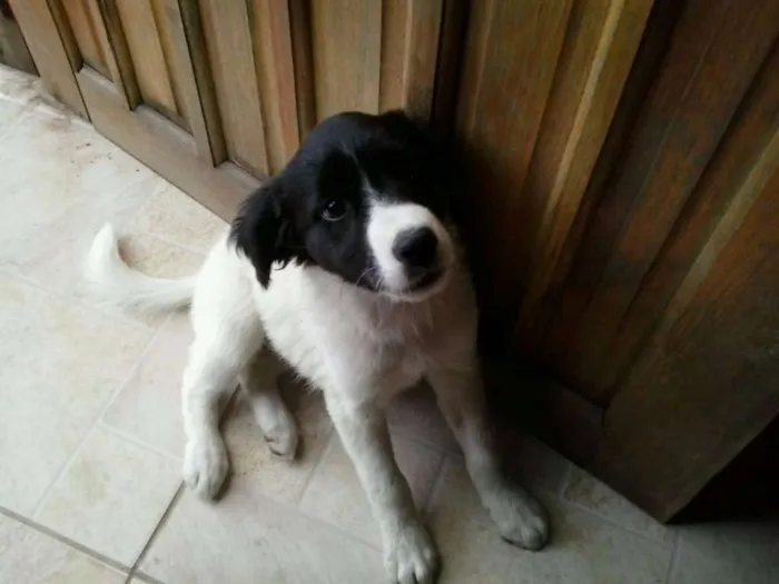 Cachorro ra a SRD idade 2 a 6 meses nome Gorda