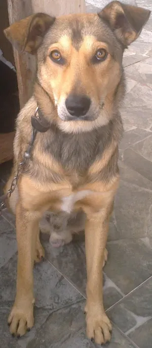 Cachorro raça Indefinida idade 7 a 11 meses nome César