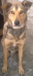César