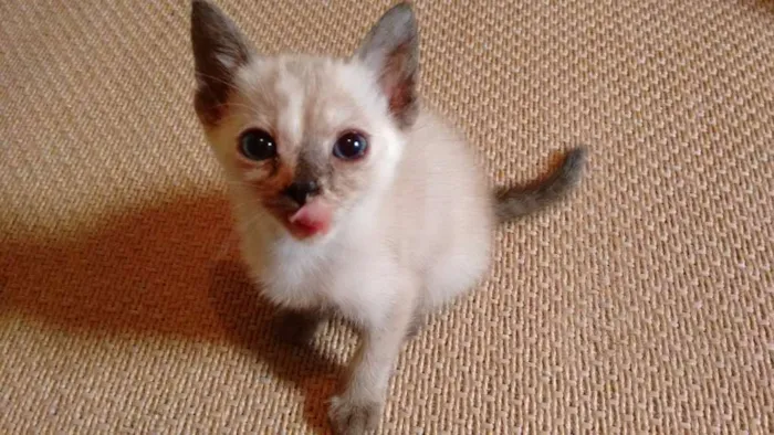 Gato ra a SRD idade 2 a 6 meses nome Lindos