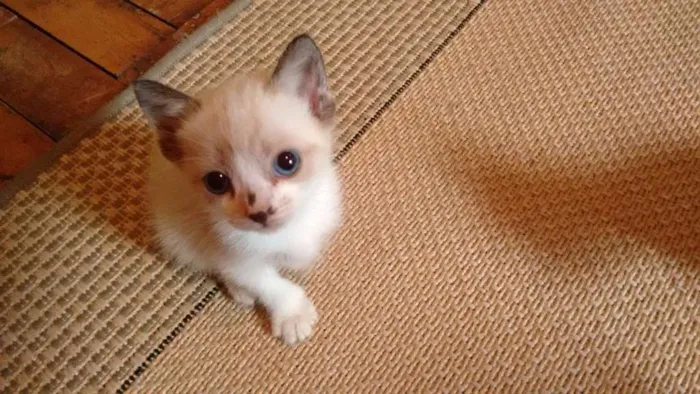Gato ra a SRD idade 2 a 6 meses nome Lindos