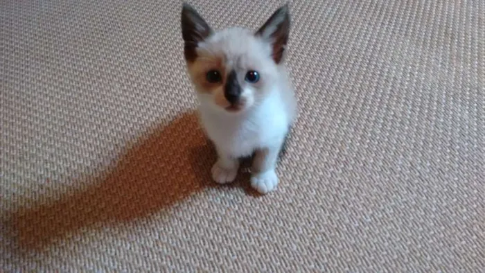 Gato ra a SRD idade 2 a 6 meses nome Lindos