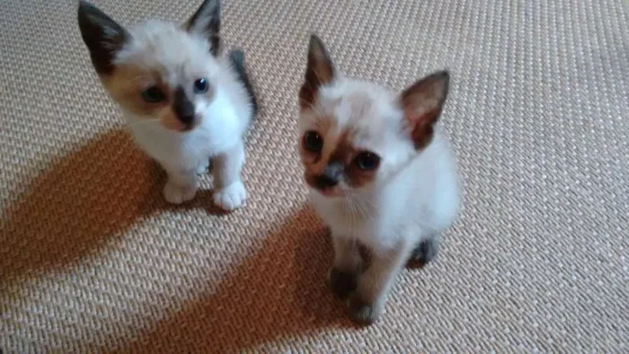 Gato ra a SRD idade 2 a 6 meses nome Lindos