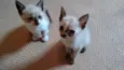 Lindos