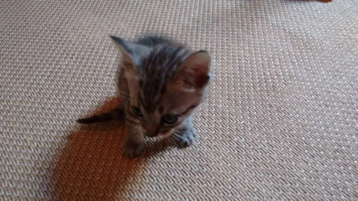 Gato ra a SRD idade 2 a 6 meses nome Lindos