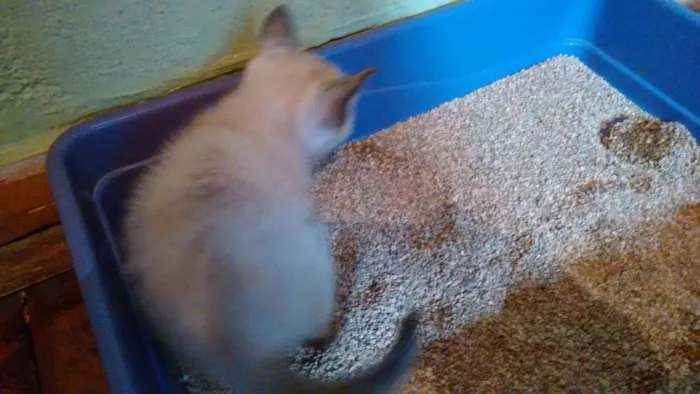 Gato ra a SRD idade 2 a 6 meses nome Lindos