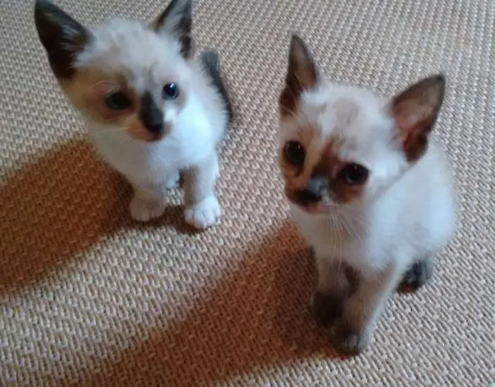 Gato ra a SRD idade 2 a 6 meses nome Lindos