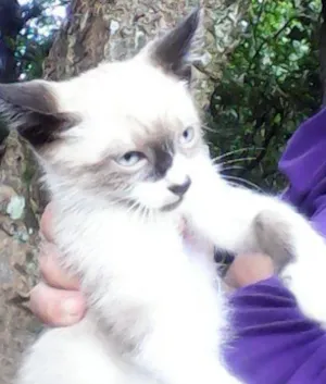 Gato raça mestiço idade 2 a 6 meses nome sem some
